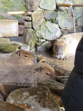 長崎バイオパークに投稿された画像（2022/2/17）