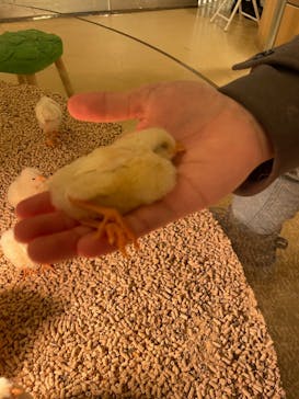 Moff animal cafe イオンモール幕張新都心店に投稿された画像（2022/2/17）