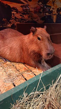 Moff animal world MARK IS みなとみらい店に投稿された画像（2022/2/17）