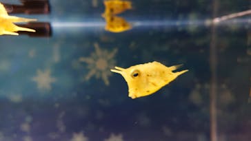 マクセル アクアパーク品川に投稿された画像（2022/2/17）