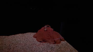 サンシャイン水族館に投稿された画像（2022/2/18）