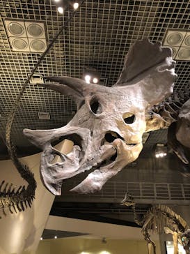 国立科学博物館に投稿された画像（2022/2/18）