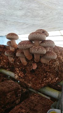 永島農園に投稿された画像（2022/2/18）