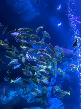 すみだ水族館に投稿された画像（2022/2/18）