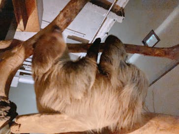 カワスイ 川崎⽔族館に投稿された画像（2022/2/18）