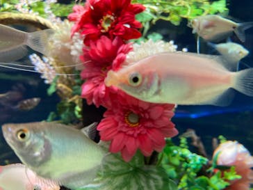 カワスイ 川崎⽔族館に投稿された画像（2022/2/18）