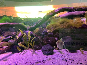 カワスイ 川崎⽔族館に投稿された画像（2022/2/18）