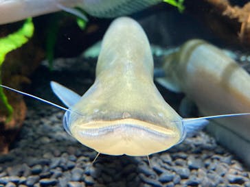 カワスイ 川崎⽔族館に投稿された画像（2022/2/18）