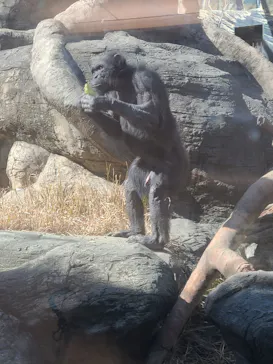 天王寺動物園に投稿された画像（2022/2/18）