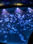 すみだ水族館に投稿された画像（2022/2/18）