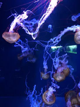 すみだ水族館に投稿された画像（2022/2/18）