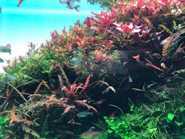 すみだ水族館に投稿された画像（2022/2/18）