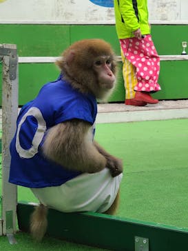 おさるランド＆アニタウン　日光さる軍団劇場に投稿された画像（2022/2/19）