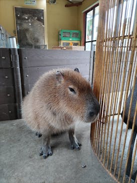 伊豆シャボテン動物公園に投稿された画像（2022/2/19）
