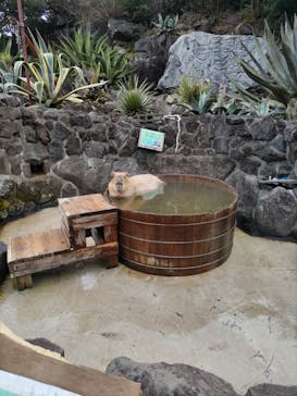 伊豆シャボテン動物公園に投稿された画像（2022/2/19）