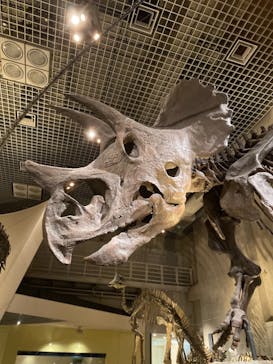 国立科学博物館に投稿された画像（2022/2/19）