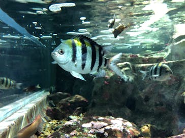 名古屋港水族館に投稿された画像（2022/2/19）