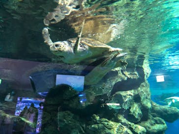 名古屋港水族館に投稿された画像（2022/2/19）