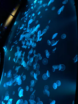 すみだ水族館に投稿された画像（2022/2/19）