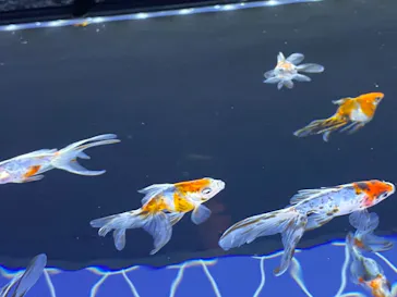 すみだ水族館に投稿された画像（2022/2/19）