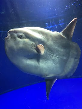 サンシャイン水族館に投稿された画像（2022/2/19）
