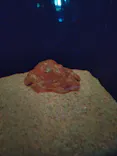 サンシャイン水族館に投稿された画像（2022/2/19）
