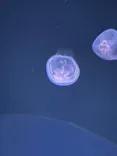 サンシャイン水族館に投稿された画像（2022/2/19）