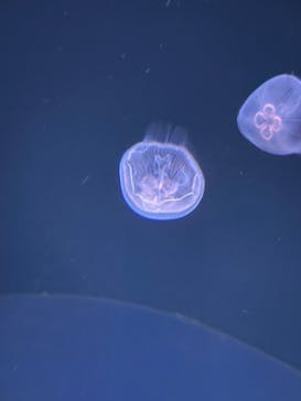 サンシャイン水族館に投稿された画像（2022/2/19）