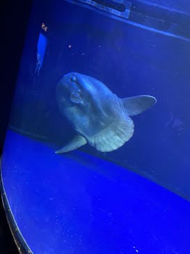 サンシャイン水族館に投稿された画像（2022/2/19）