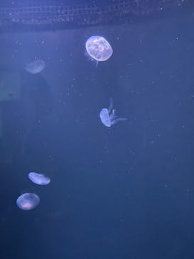 サンシャイン水族館に投稿された画像（2022/2/19）