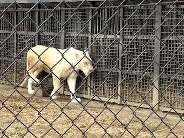 那須サファリパークに投稿された画像（2022/2/19）