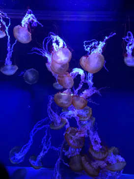 すみだ水族館に投稿された画像（2022/2/19）