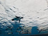サンシャイン水族館に投稿された画像（2022/2/19）