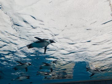 サンシャイン水族館に投稿された画像（2022/2/19）