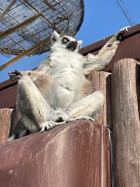 神戸どうぶつ王国に投稿された画像（2022/2/19）