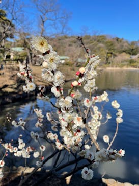 三溪園に投稿された画像（2022/2/19）