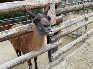 しろとり動物園に投稿された画像（2022/2/20）