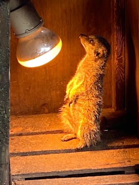 伊豆シャボテン動物公園に投稿された画像（2022/2/20）