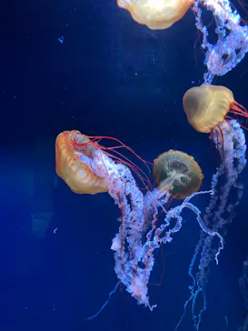 すみだ水族館に投稿された画像（2022/2/20）