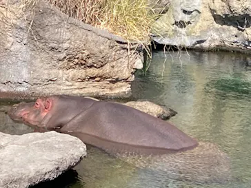 天王寺動物園に投稿された画像（2022/2/20）