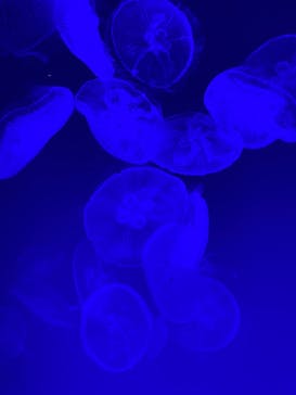 名古屋港水族館に投稿された画像（2022/2/20）