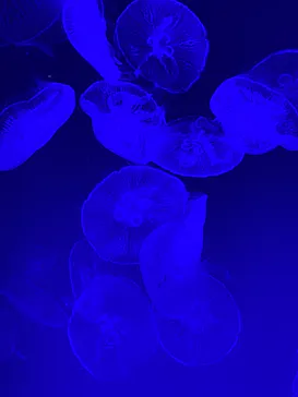 名古屋港水族館に投稿された画像（2022/2/20）