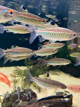 カワスイ 川崎⽔族館に投稿された画像（2022/2/20）