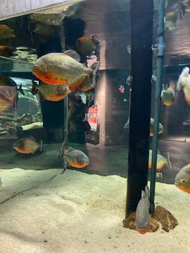 カワスイ 川崎⽔族館に投稿された画像（2022/2/20）