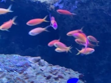 サンシャイン水族館に投稿された画像（2022/2/20）