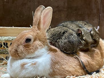 Moff animal world MARK IS みなとみらい店に投稿された画像（2022/2/20）