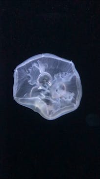 サンシャイン水族館に投稿された画像（2022/2/20）