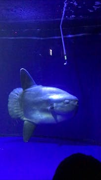 サンシャイン水族館に投稿された画像（2022/2/20）