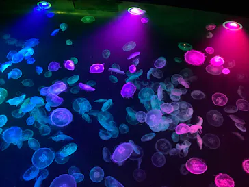 すみだ水族館に投稿された画像（2022/2/20）