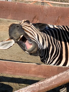 しろとり動物園に投稿された画像（2022/2/20）